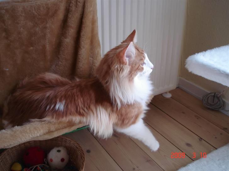 Norsk Skovkat Enzo Aslan - Jeg er en hammerlækker dreng !!! billede 12