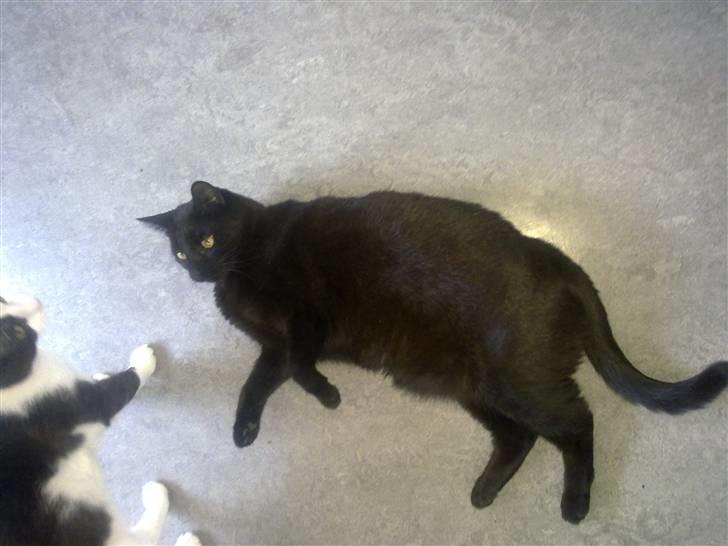 Huskat Snoopy - *Død, 2012* - "Gør liiiige det som jeg er bedst til - Neeemlig! ... Jeg slapper af .." billede 1