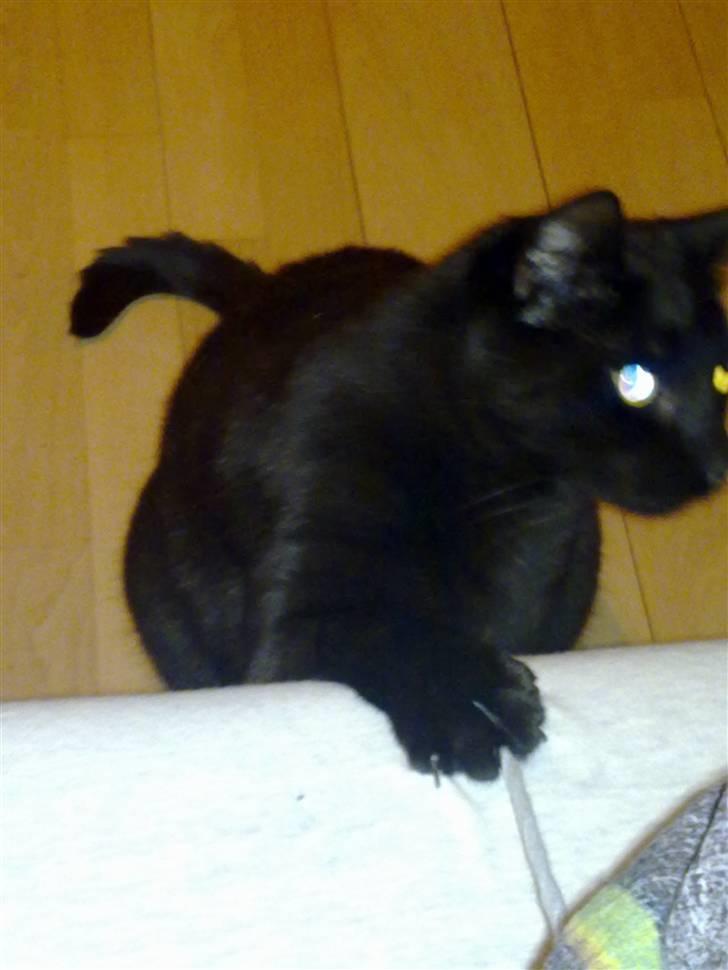 Huskat Snoopy - *Død, 2012* - "Jeg elsker at lege" billede 2