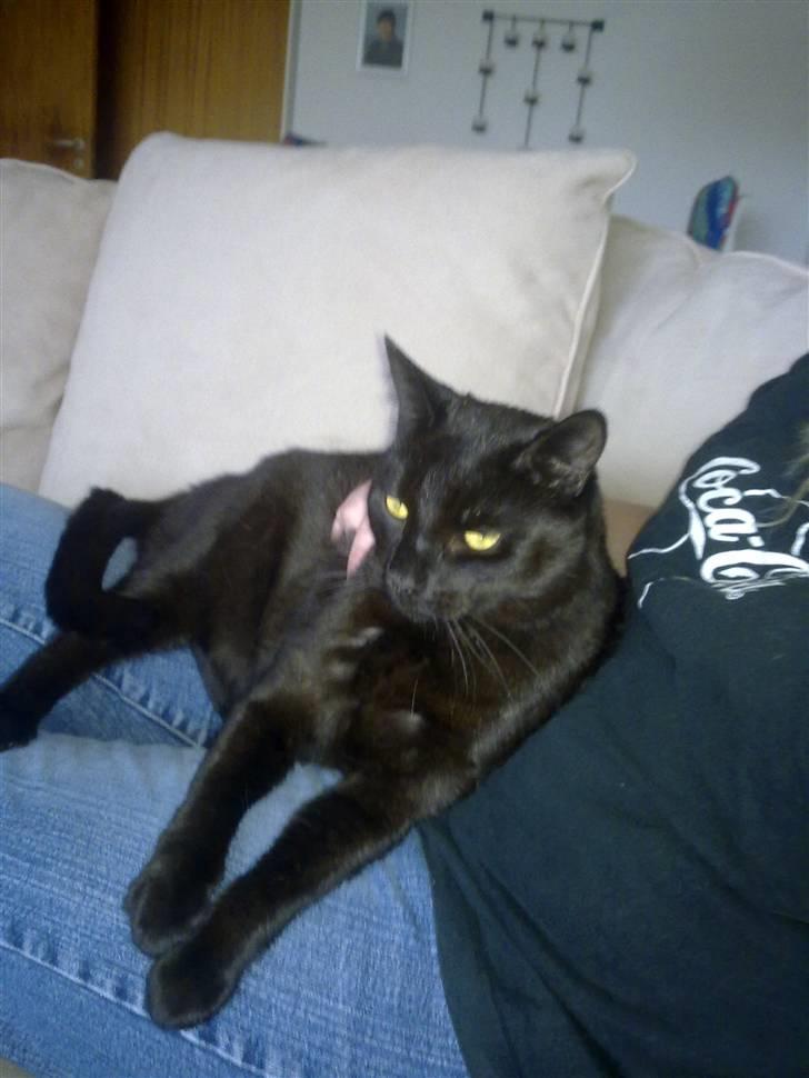 Huskat Snoopy - *Død, 2012* - "Her flyder jeg sammen med min mor foran fjernsynet" billede 3