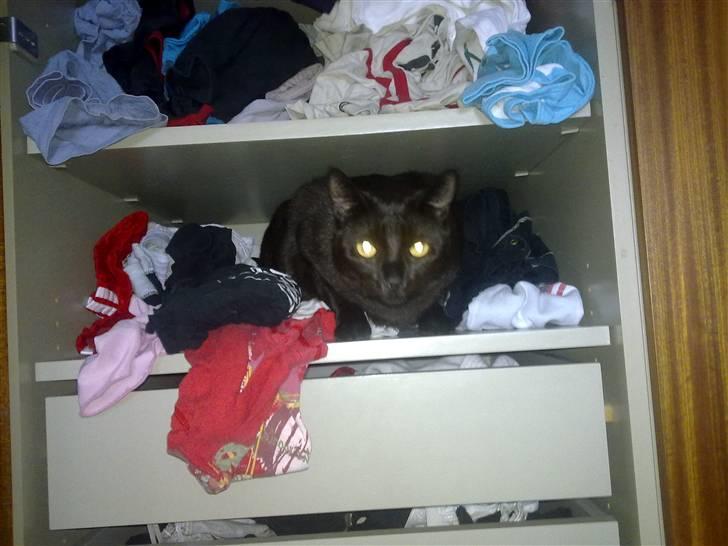 Huskat Snoopy - *Død, 2012* - "Jeg elsker bare at hoppe ind i min mors klædeskab og krølle tøjet" billede 4