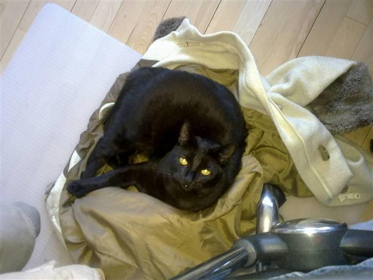 Huskat Snoopy - *Død, 2012* - "Hvad glor du på?" .. Hehe billede 5