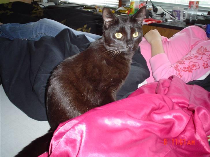 Huskat Snoopy - *Død, 2012* - "Ja ja, jeg er lækker... Og hva så?"  billede 6