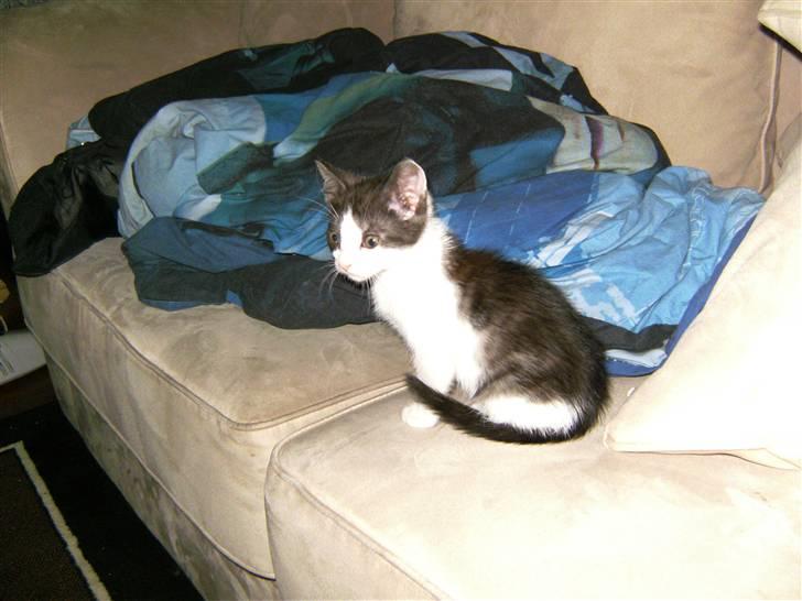 Huskat Gizmo - *Død, 2011* - Her er Gizmo omkring 9 uger gammel billede 1