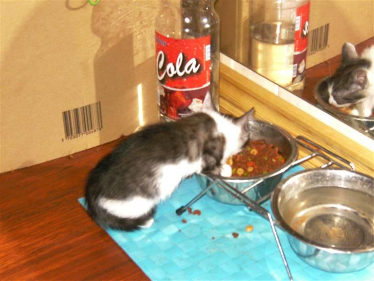 Huskat Gizmo - *Død, 2011* - Her er Gizmo omkring 9 uger gammel billede 2