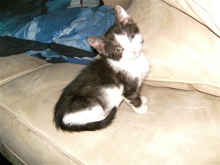 Huskat Gizmo - *Død, 2011* - Her er Gizmo omkring 9 uger gammel billede 3