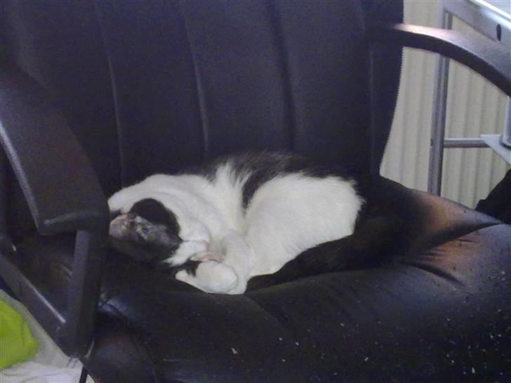 Huskat Gizmo - *Død, 2011* - Lille, søde Gizmo tager sig en lur på sin fars kontorstol (1 år gammel) billede 4