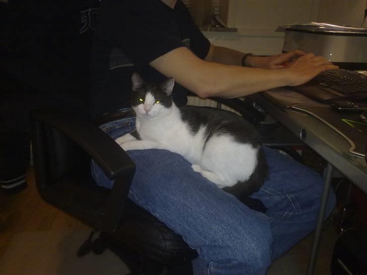 Huskat Gizmo - *Død, 2011* - Et billede af Gizmo sammen med sin far (1 år gammel) billede 5