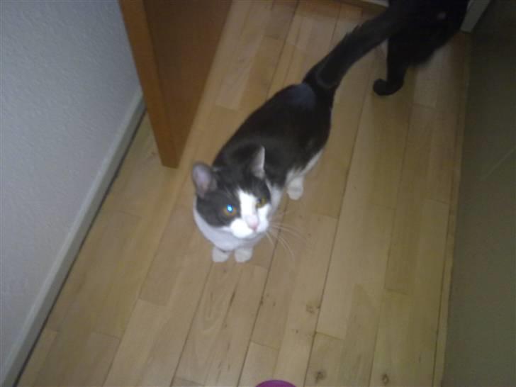 Huskat Gizmo - *Død, 2011* - "Jeg elsker at min mor tager billeder af mig" billede 6