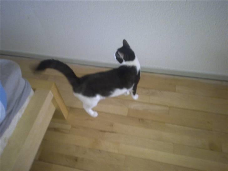 Huskat Gizmo - *Død, 2011* - "Hoov! Kigger liige efter hvad det er Snoopy laver" billede 7