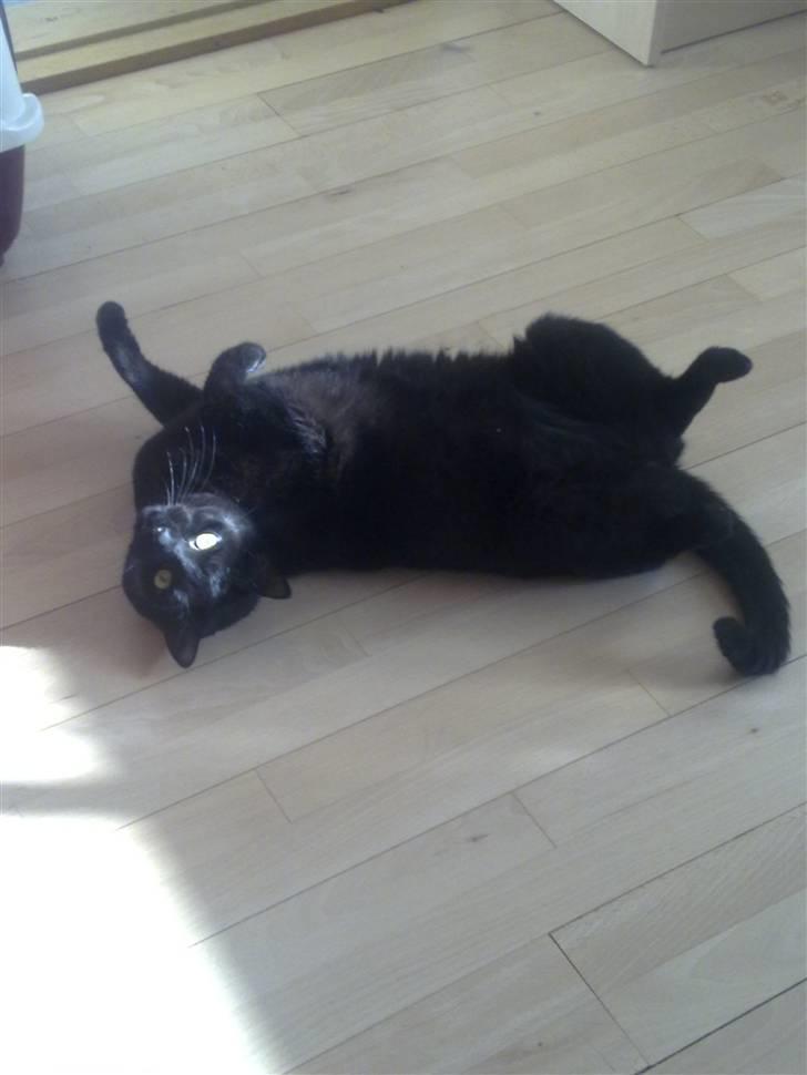 Huskat Snoopy - *Død, 2012* - "Seeee mig moar... Er jeg ikk bare nuttet?" billede 7