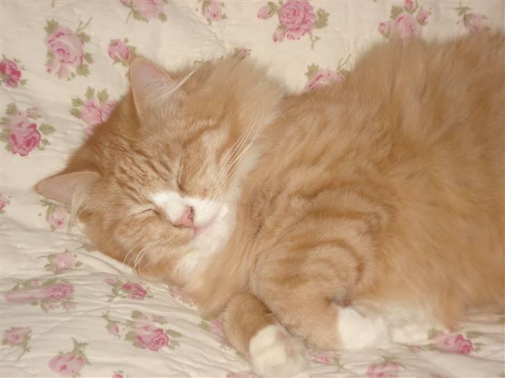 Norsk Skovkat Speedy billede 2