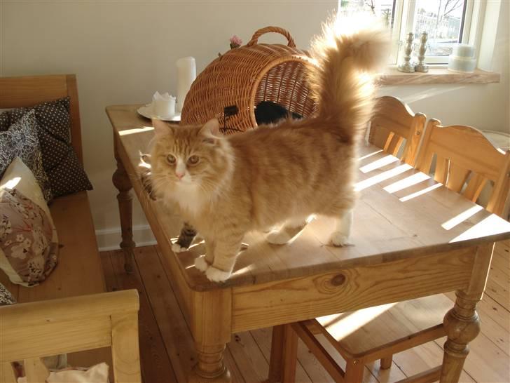 Norsk Skovkat Speedy billede 3