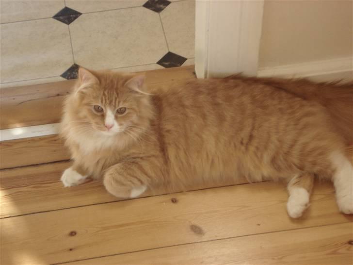 Norsk Skovkat Speedy billede 4