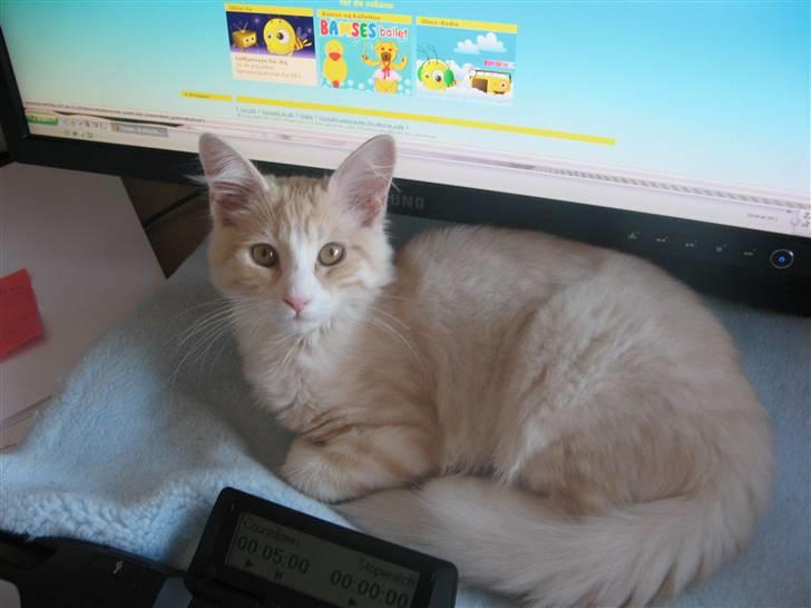 Blanding af racer Mille billede 9