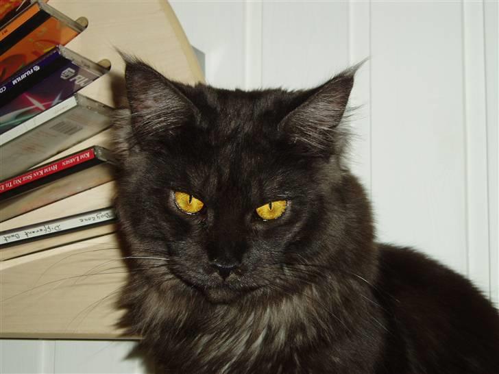 Maine Coon Isia - Isia billede 1