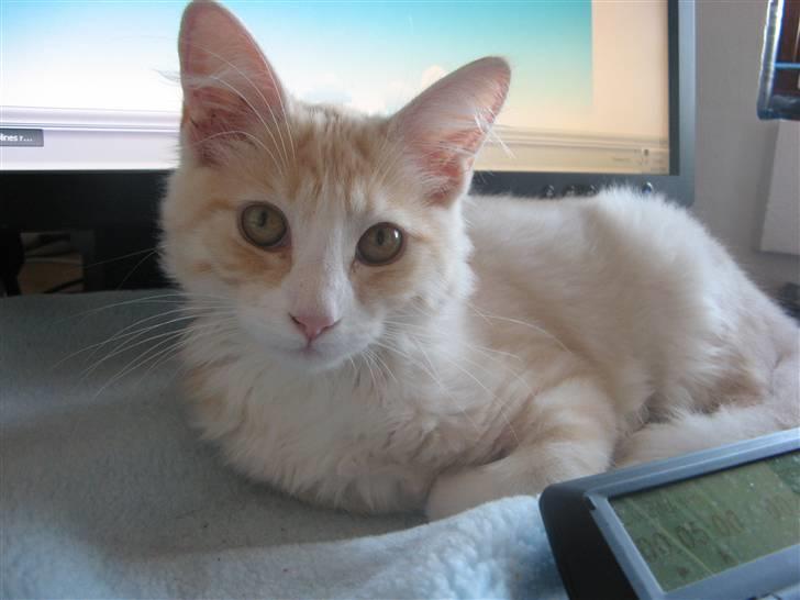 Blanding af racer Mille billede 10