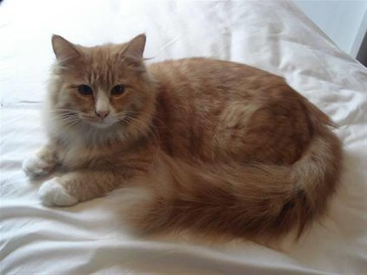 Norsk Skovkat Speedy billede 5