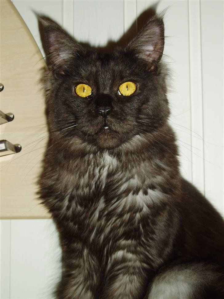 Maine Coon Isia - Isia billede 2
