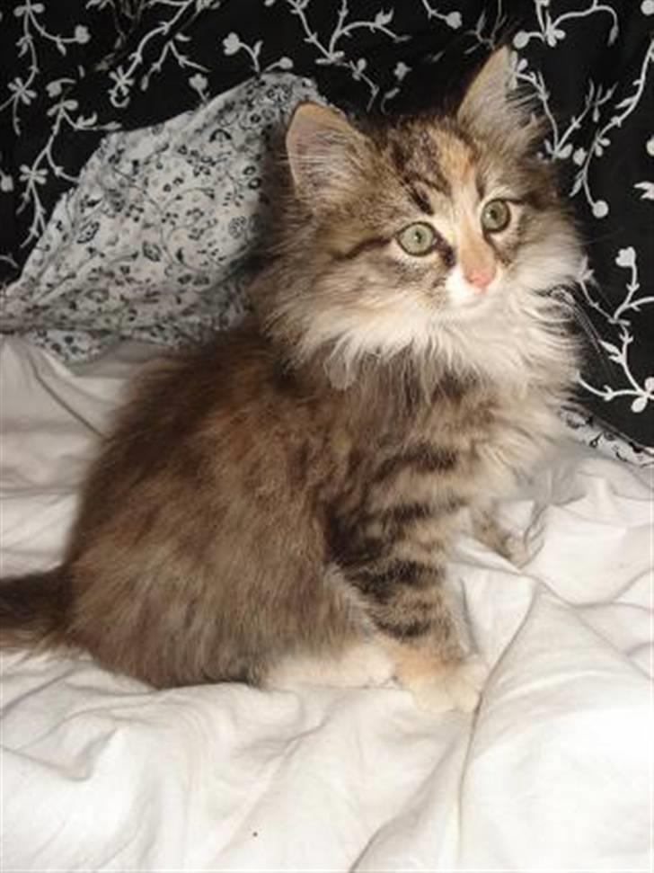 Norsk Skovkat Mille billede 1