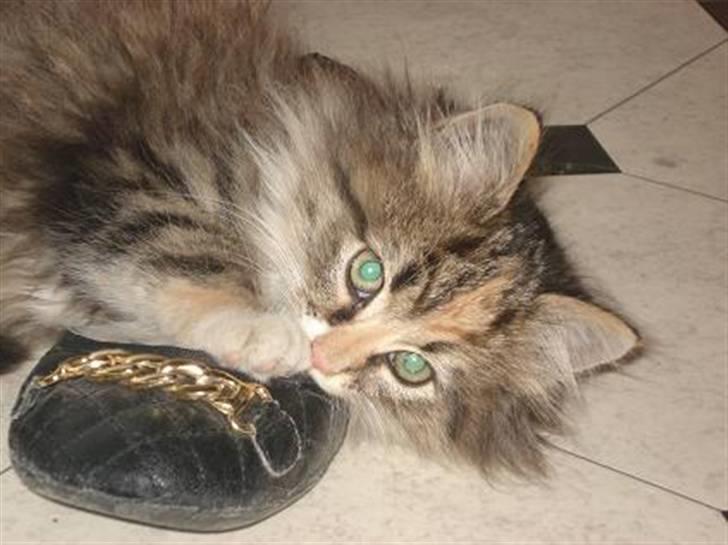 Norsk Skovkat Mille - MORS egen lille Charmetrold :-)) billede 2