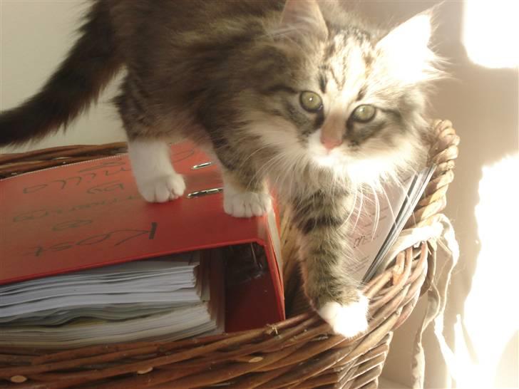 Norsk Skovkat Mille billede 3