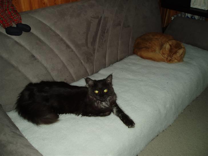 Maine Coon Isia - Isia billede 3