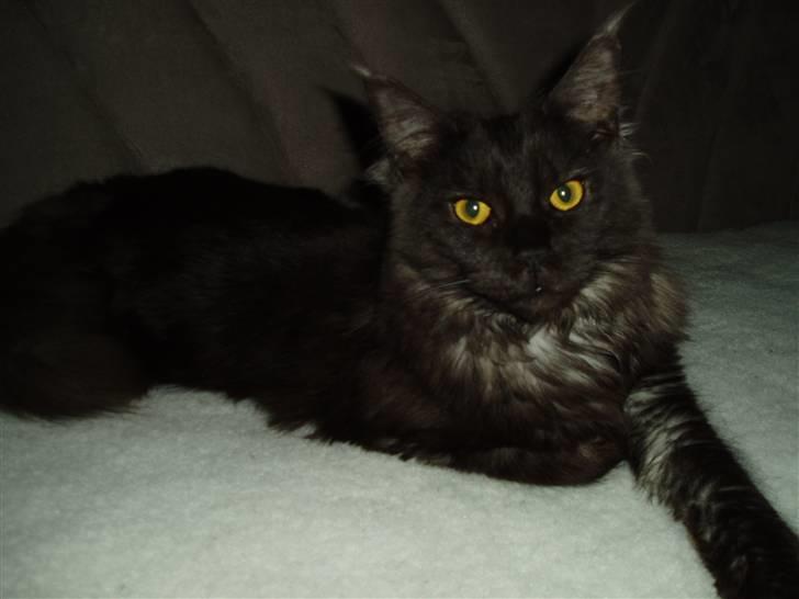 Maine Coon Isia - Isia er lige blevet parret, så nu venete vi os ;-) billede 4