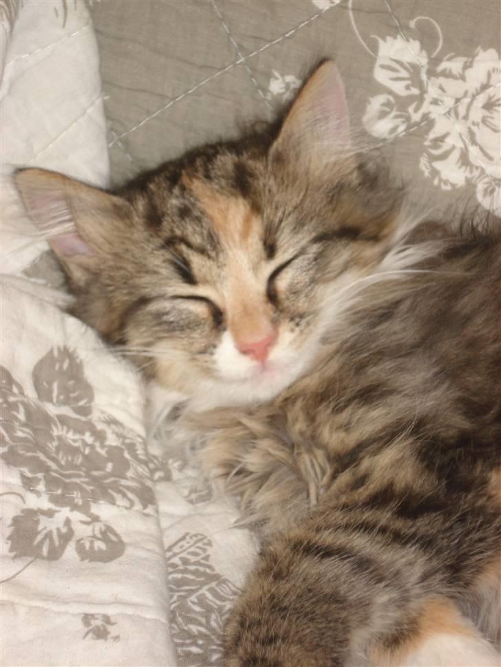 Norsk Skovkat Mille billede 4