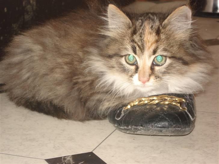 Norsk Skovkat Mille billede 5