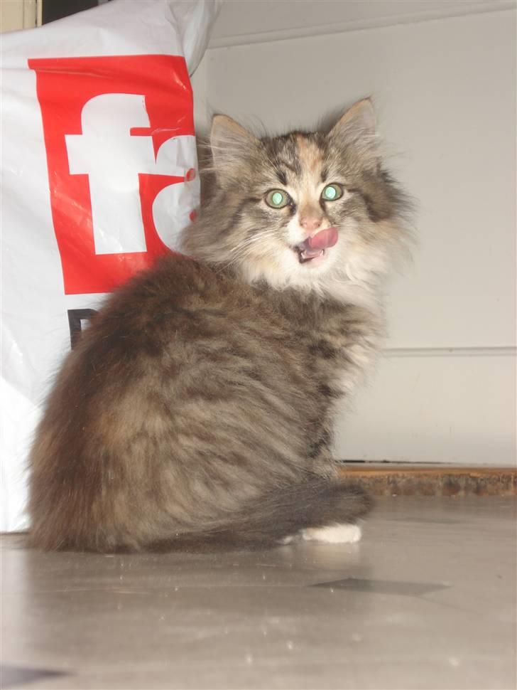 Norsk Skovkat Mille billede 6