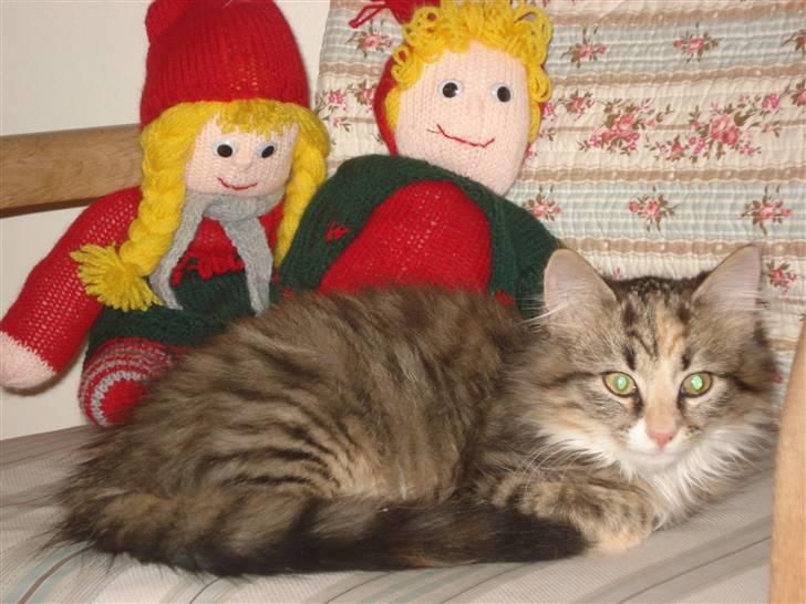 Norsk Skovkat Mille - Julen 2008 :-) billede 7