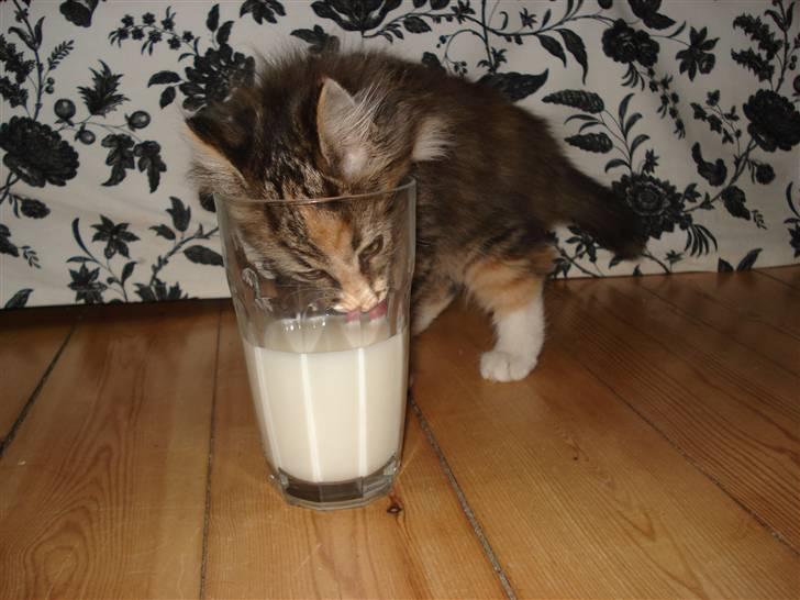Norsk Skovkat Mille - Mille kan simpelthen ikke lade vores glas med mælk stå.. Selvom hun får missemælk i skålen :-) billede 8