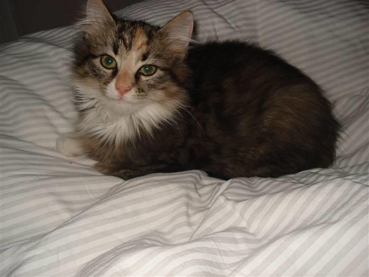 Norsk Skovkat Mille billede 9