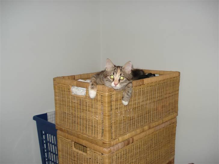 Norsk Skovkat Mille billede 10