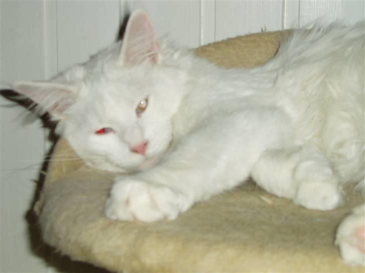 Maine Coon Natalina - Natalina billede 2