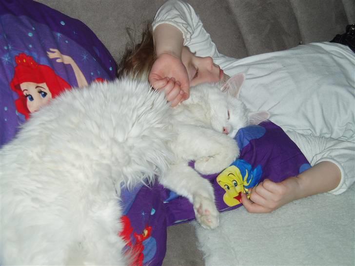 Maine Coon Natalina - Natalina hygger sig billede 3