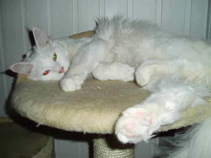 Maine Coon Natalina - Natalina Slapper af billede 4