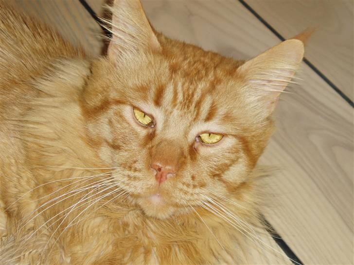 Maine Coon Aslan - Aslan vores hankat billede 1