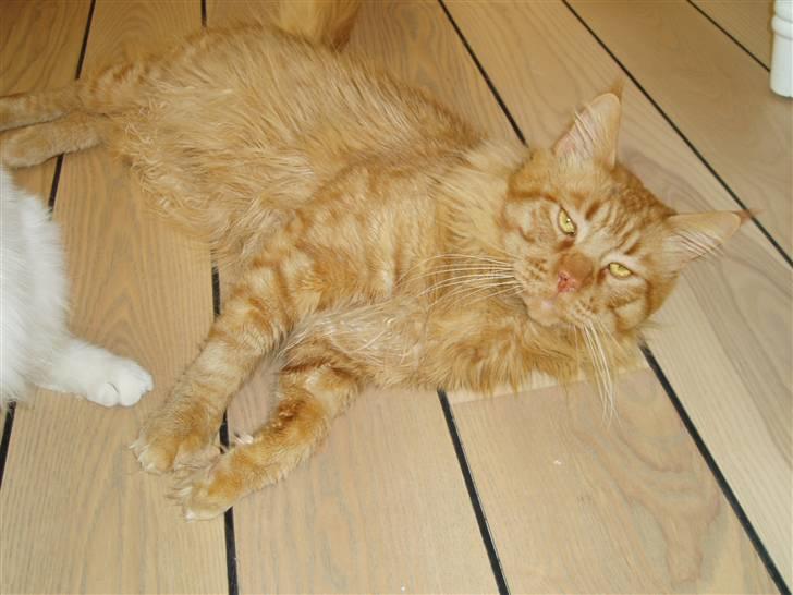 Maine Coon Aslan - Aslan billede 2