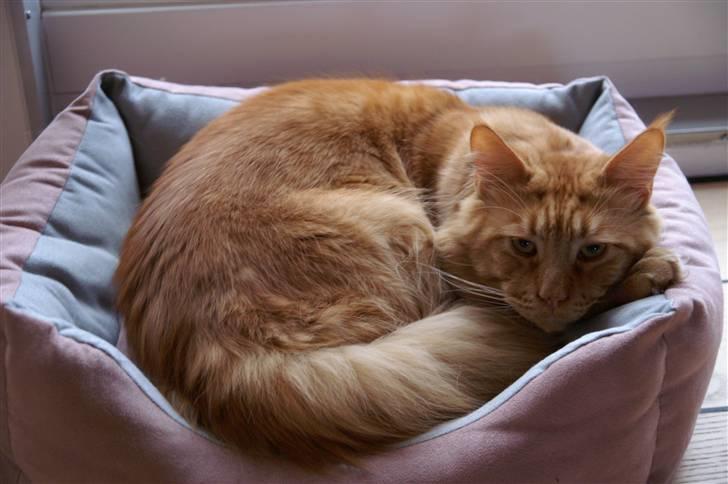 Maine Coon Aslan - Aslan Hygger sig. billede 3