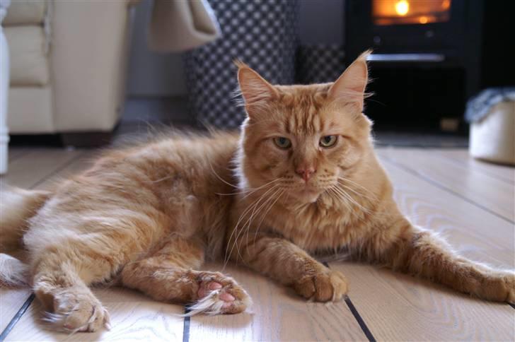 Maine Coon Aslan - Aslan ..Han har desværre forladt os. :-( billede 4