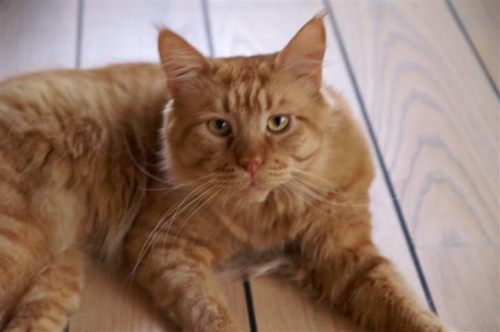 Maine Coon Aslan - så skal jeg være far igen :-) billede 5