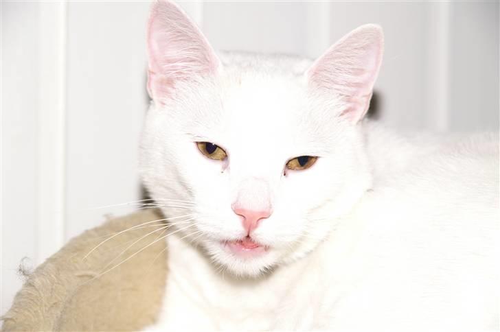 Maine Coon Natalina billede 5