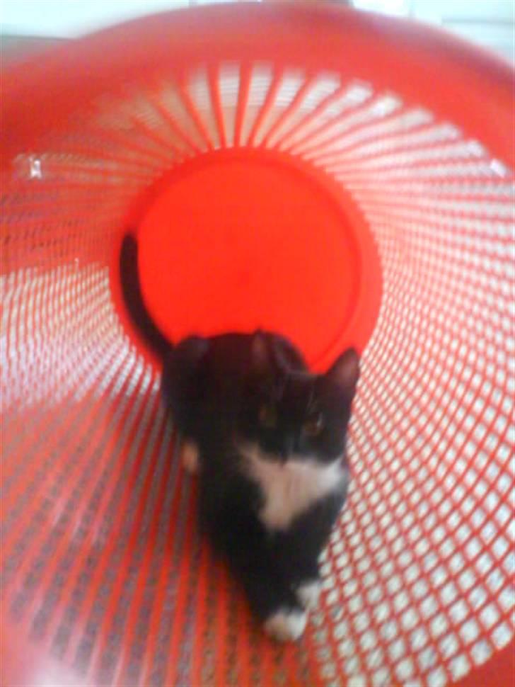 Huskat Mille - jah det er hendes balje billede 1