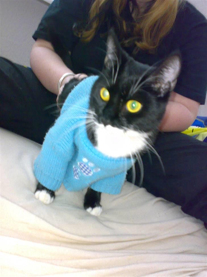 Huskat Mille - lille mille med tøj på billede 2