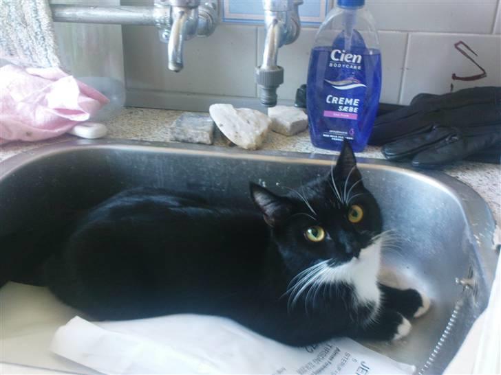 Huskat Mille - en værre vand kat billede 3