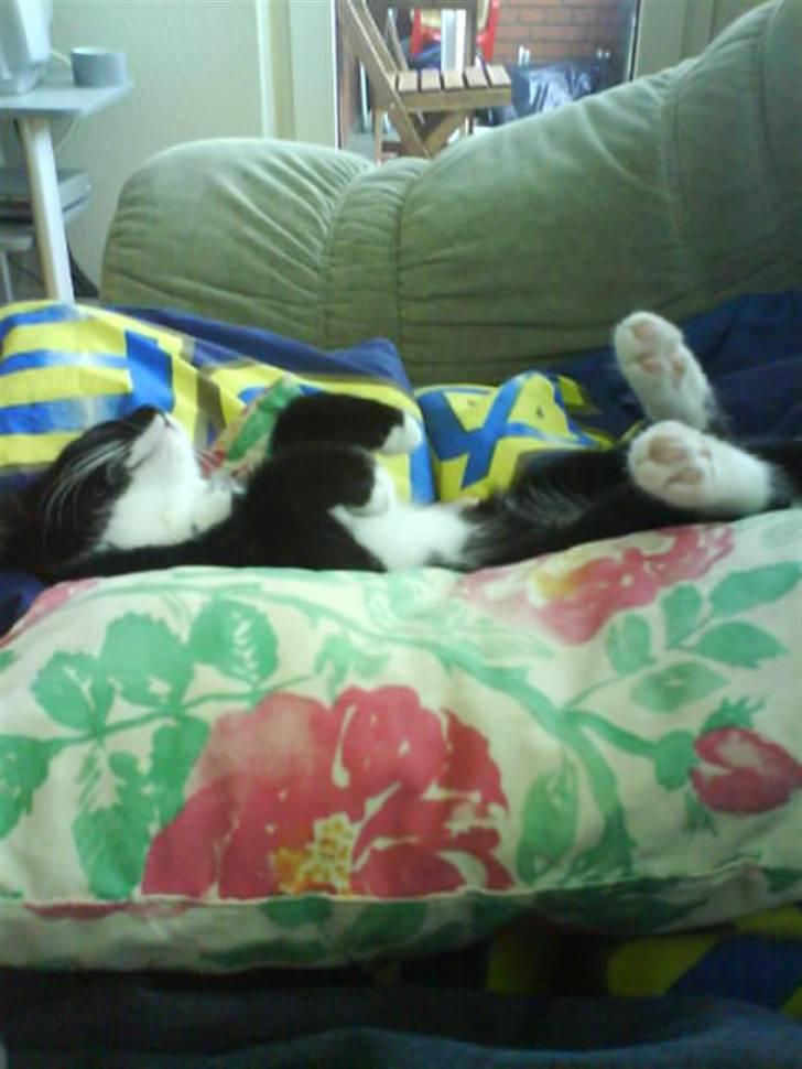 Huskat Mille - sove trold billede 4