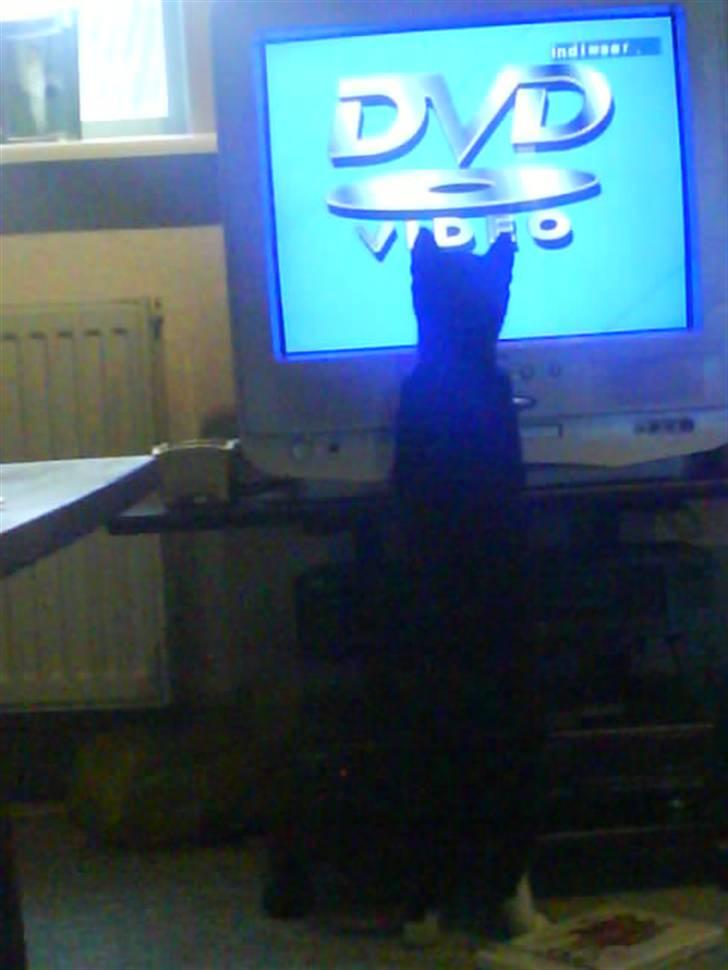 Huskat Mille - nærsynet? billede 5