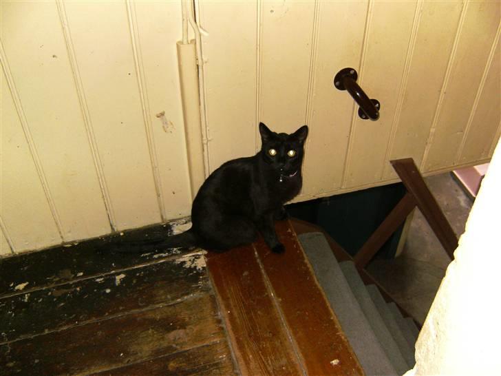 Huskat Snoopy - *Død, 2012* billede 8